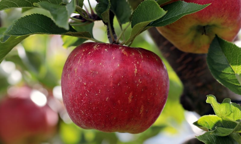 Seasonal Produce